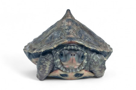 Pangshura tentoria circumdata