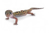 Coleonyx mitratus