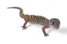Coleonyx mitratus