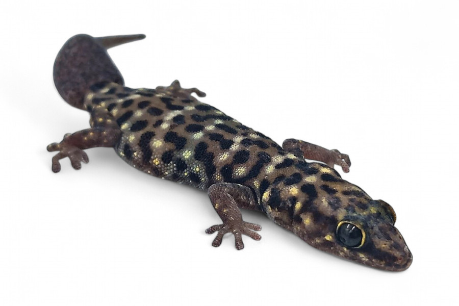 Pachydactylus tigrinus