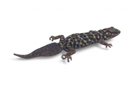 Pachydactylus tigrinus