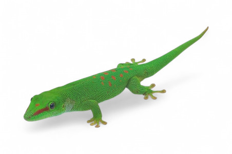 Phelsuma grandis, subadulte