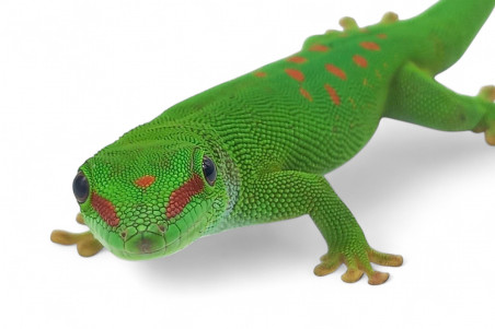 Phelsuma grandis, subadulte