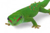 Phelsuma grandis, subadulte