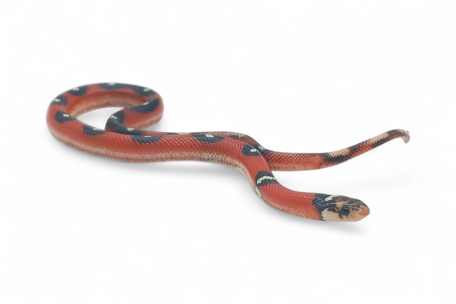 Lampropeltis triangulum sinaloae, applegate