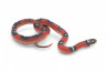 Lampropeltis triangulum sinaloae, applegate