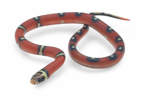 Lampropeltis triangulum...