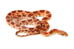 Pantherophis guttatus, het. scaleless