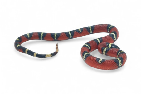 Lampropeltis triangulum nelsoni
