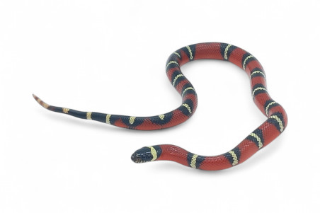 Lampropeltis triangulum nelsoni
