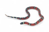 Lampropeltis triangulum nelsoni