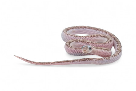 Pantherophis (Elaphe) obsoletus, licorice