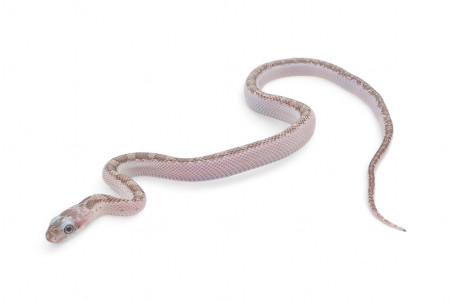 Pantherophis (Elaphe) obsoletus, licorice