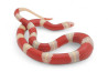 Lampropeltis triangulum nelsoni, albinos