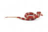 Lampropeltis triangulum nelsoni, albinos