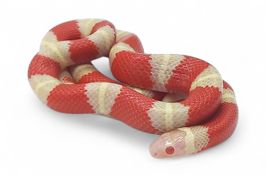 Lampropeltis triangulum nelsoni, albinos