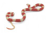 Lampropeltis triangulum nelsoni, albinos