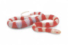 Lampropeltis triangulum nelsoni, albinos