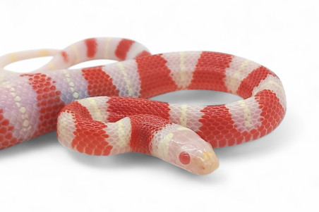 Lampropeltis triangulum nelsoni, albinos