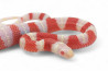 Lampropeltis triangulum nelsoni, albinos