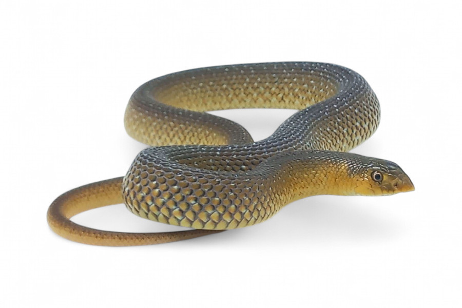 Scaphiophis albopunctatus