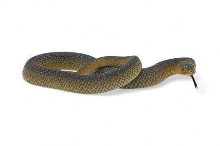 Scaphiophis albopunctatus