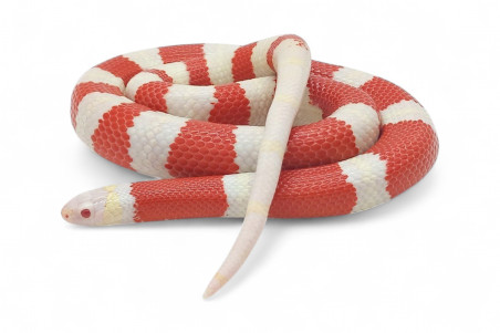 Lampropeltis triangulum nelsoni, albinos adulte femelle