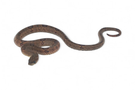 Oligodon purpurascens