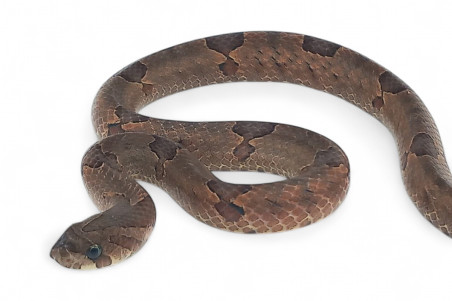 Oligodon purpurascens