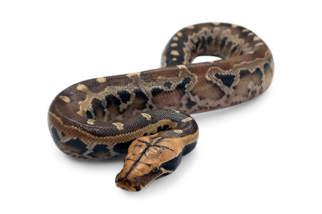 Python breitensteini, juvénile