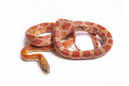 Pantherophis guttatus, hypomélanistique