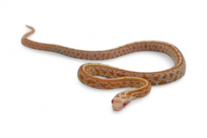 Pantherophis guttatus,...