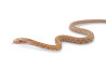 Pantherophis guttatus, tessera butter bloodred