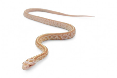 Pantherophis guttatus, tessera butter bloodred