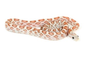 Pantherophis guttatus, hypo. cinder