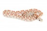 Pantherophis guttatus, hypo. cinder