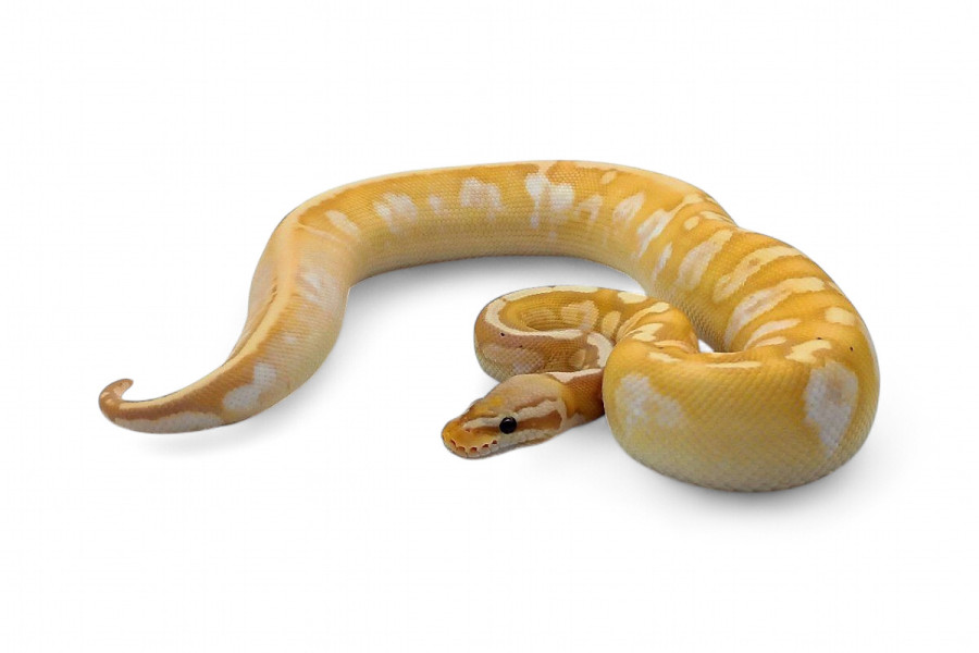 Python regius, banana sugar pastel