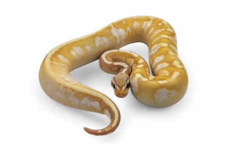 Python regius, banana sugar pastel