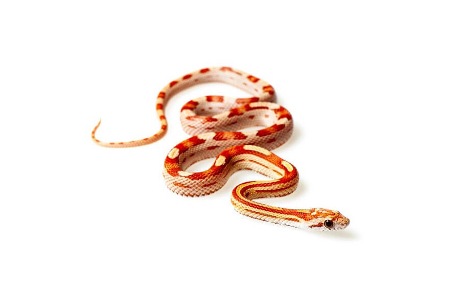 Pantherophis guttatus, hypo. motley