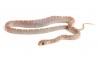 Pantherophis guttatus, hypo. pewter