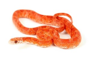 Pantherophis guttatus, hypo. sunkissed