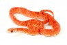 Pantherophis guttatus, hypo. sunkissed