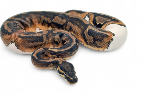 Python regius, piebald