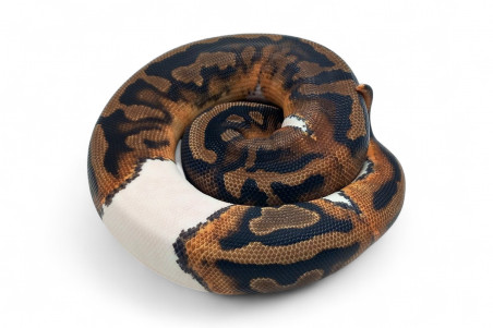 Python regius, piebald