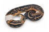 Python regius, piebald