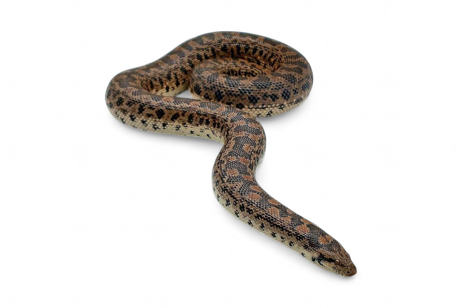 Eryx tataricus