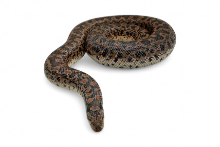 Eryx tataricus