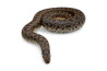 Eryx tataricus