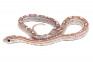 Pantherophis guttatus, lavender motley