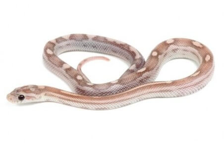 Pantherophis guttatus, lavender motley